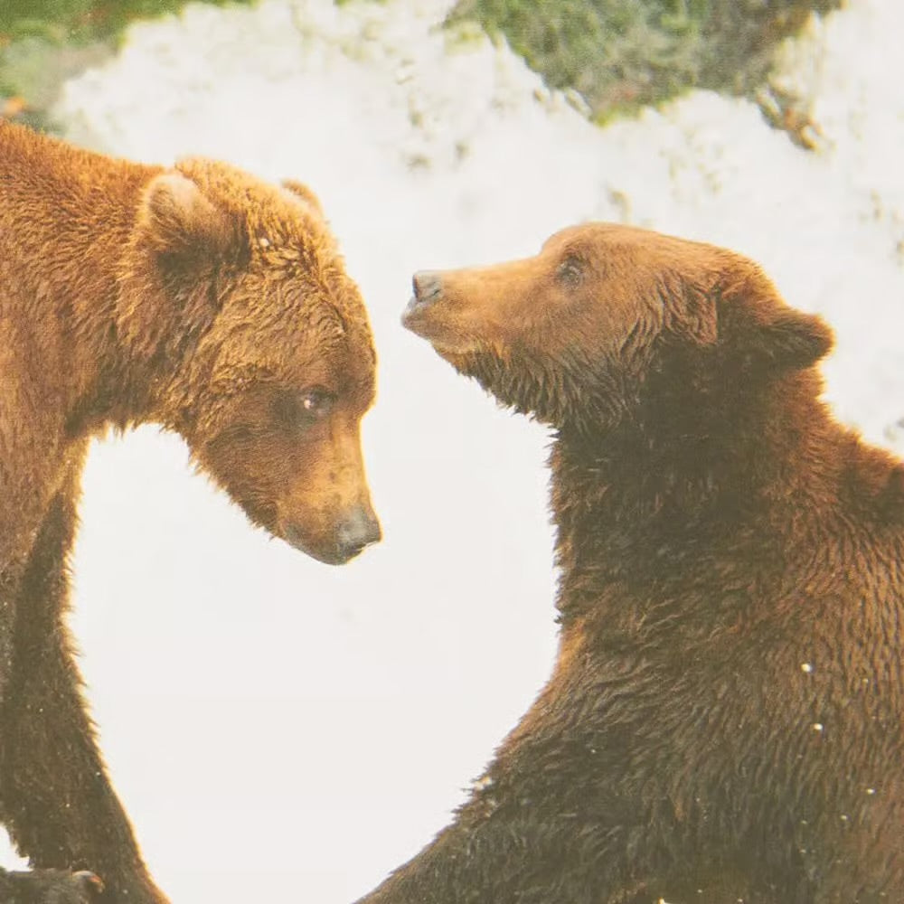 Bear Friends Blank Card