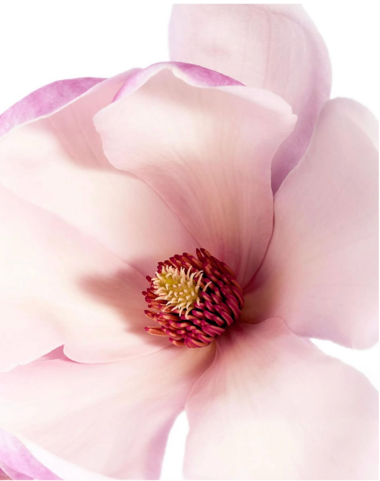 Magnolia Eau de Parfum