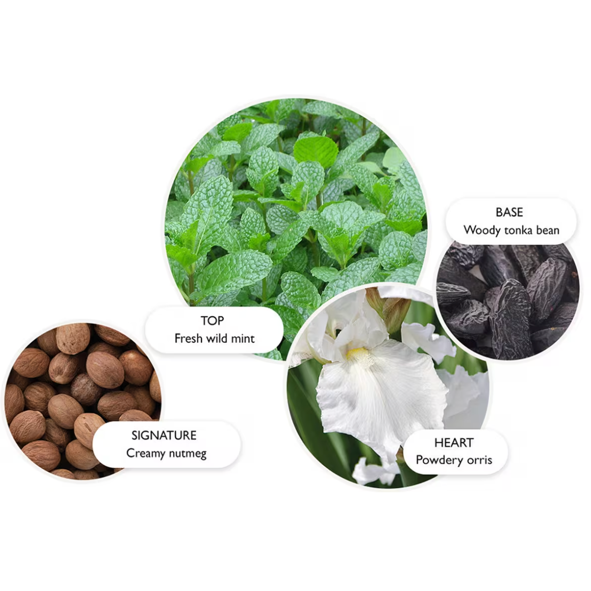 Wild Mint & Lavandin Eau de Parfum