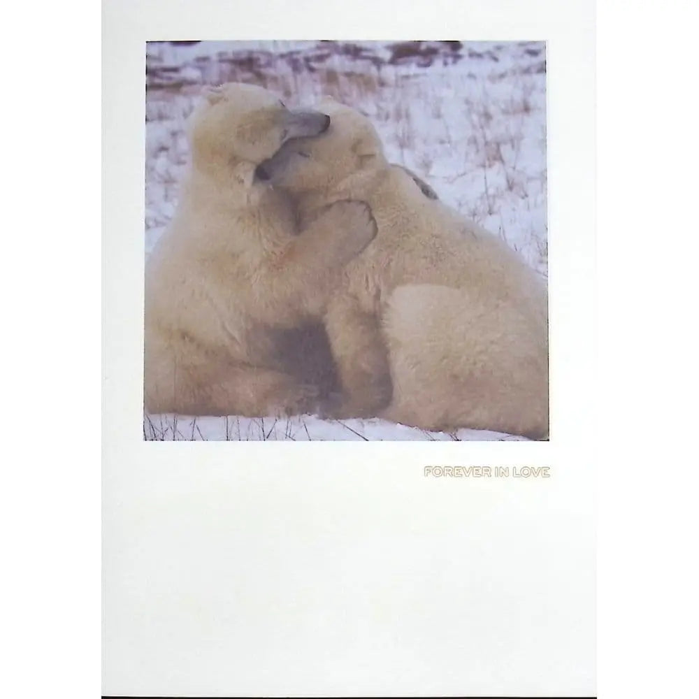 Photo Polar Bears Valentine's Day Card