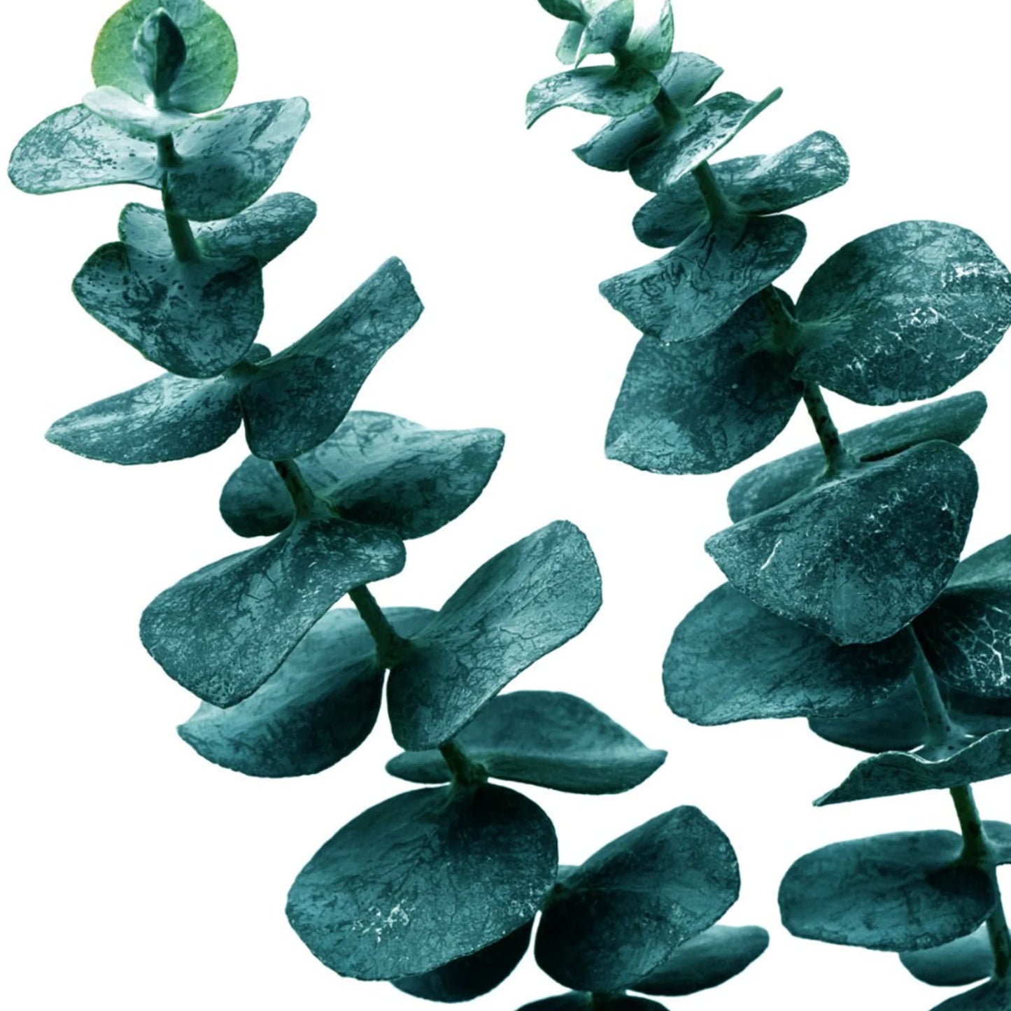 Eucalyptus Nail & Cuticle Oil