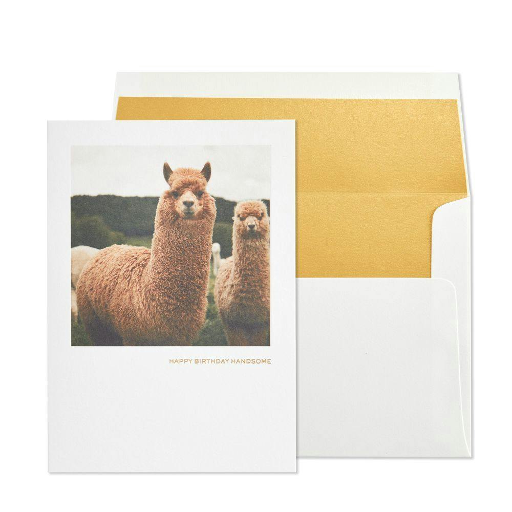 Llama Greeting Card Main Product  Image width=&quot;1000&quot; height=&quot;1000&quot;