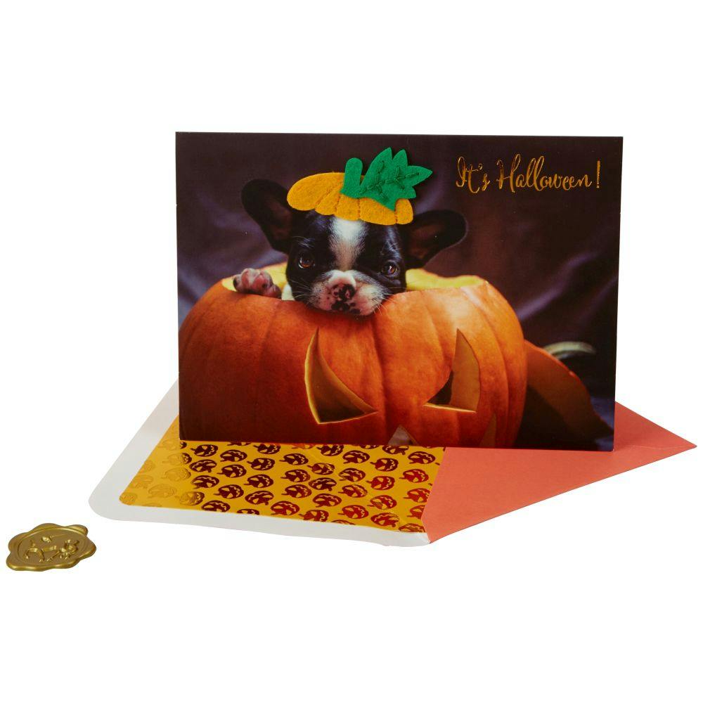 Photo Puppy In Pumpkin Halloween Card Sixth Alternate Image width=&quot;1000&quot; height=&quot;1000&quot;