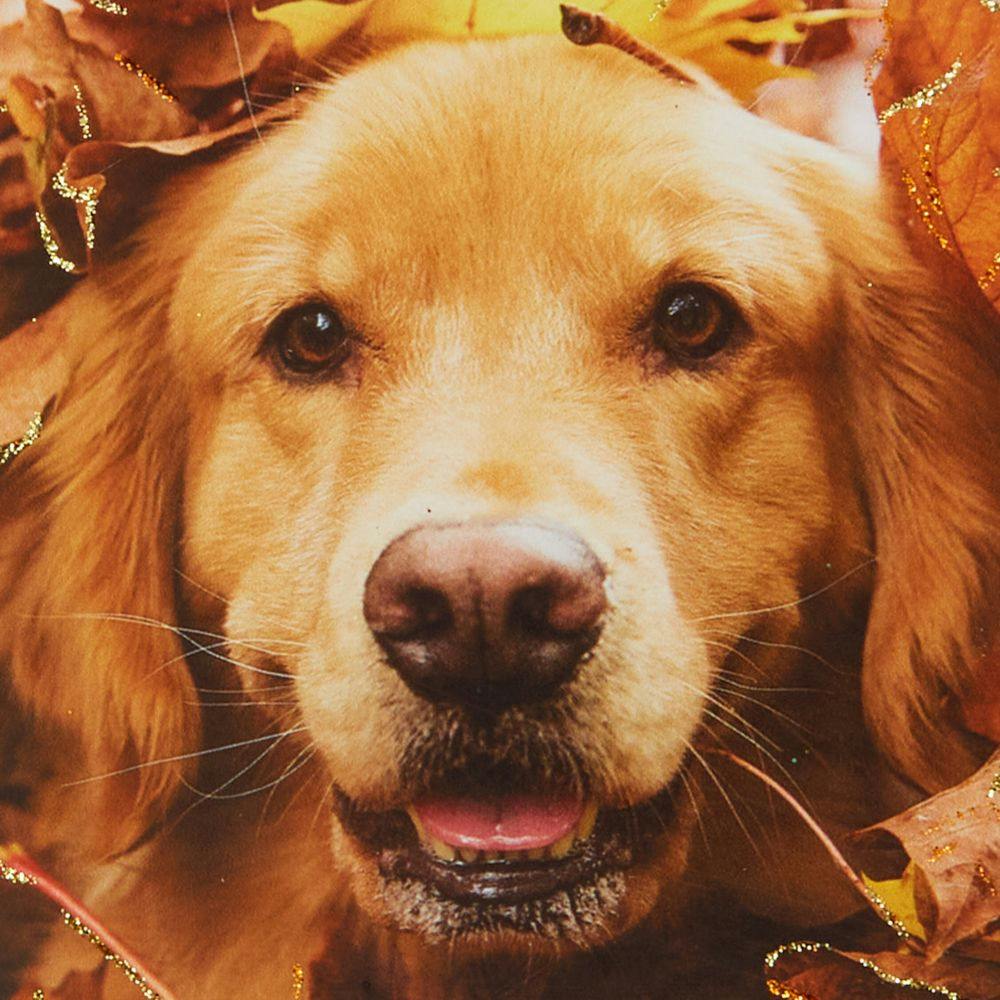 Photo Dog In Leaves Fall Card Fifth Alternate Image width=&quot;1000&quot; height=&quot;1000&quot;