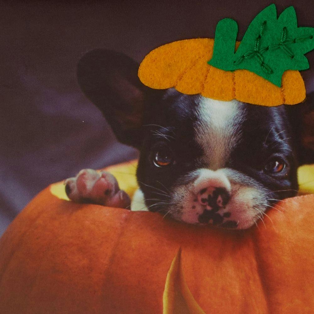 Photo Puppy In Pumpkin Halloween Card Fifth Alternate Image width=&quot;1000&quot; height=&quot;1000&quot;