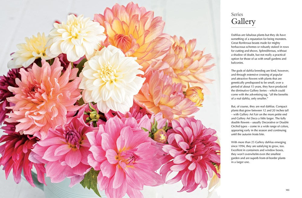 Dahlias; Beautiful Varieties For Home & Garden Book