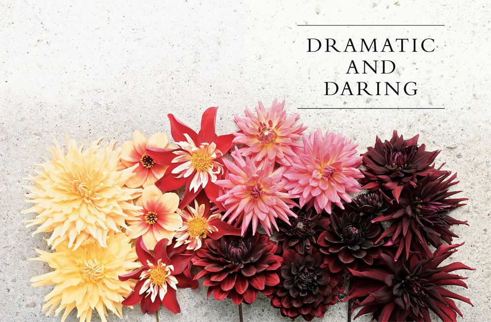 Dahlias; Beautiful Varieties For Home & Garden Book