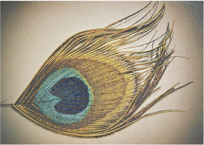 Peacock Feather Blank Card