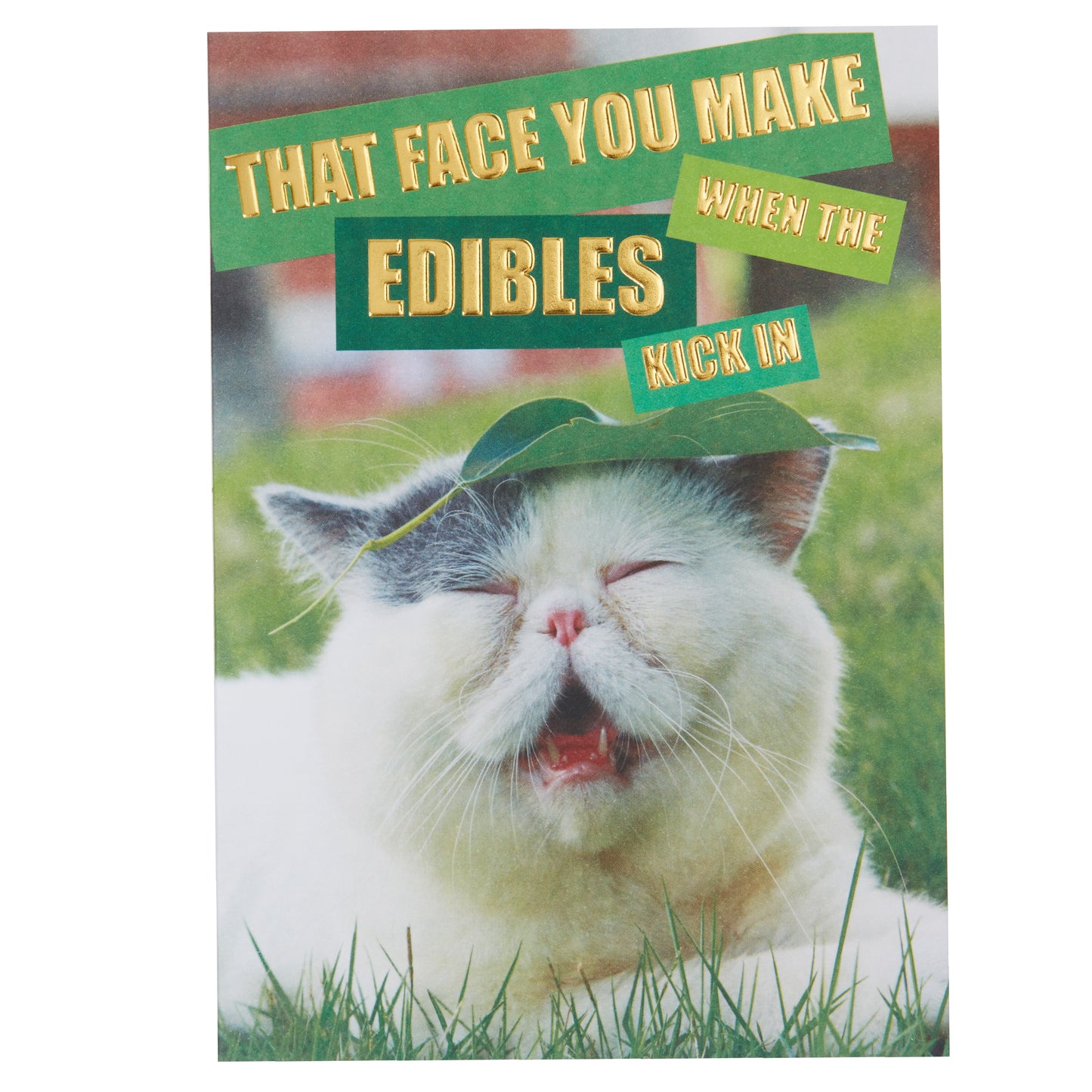 Edibles Cat Meme Friendship Card