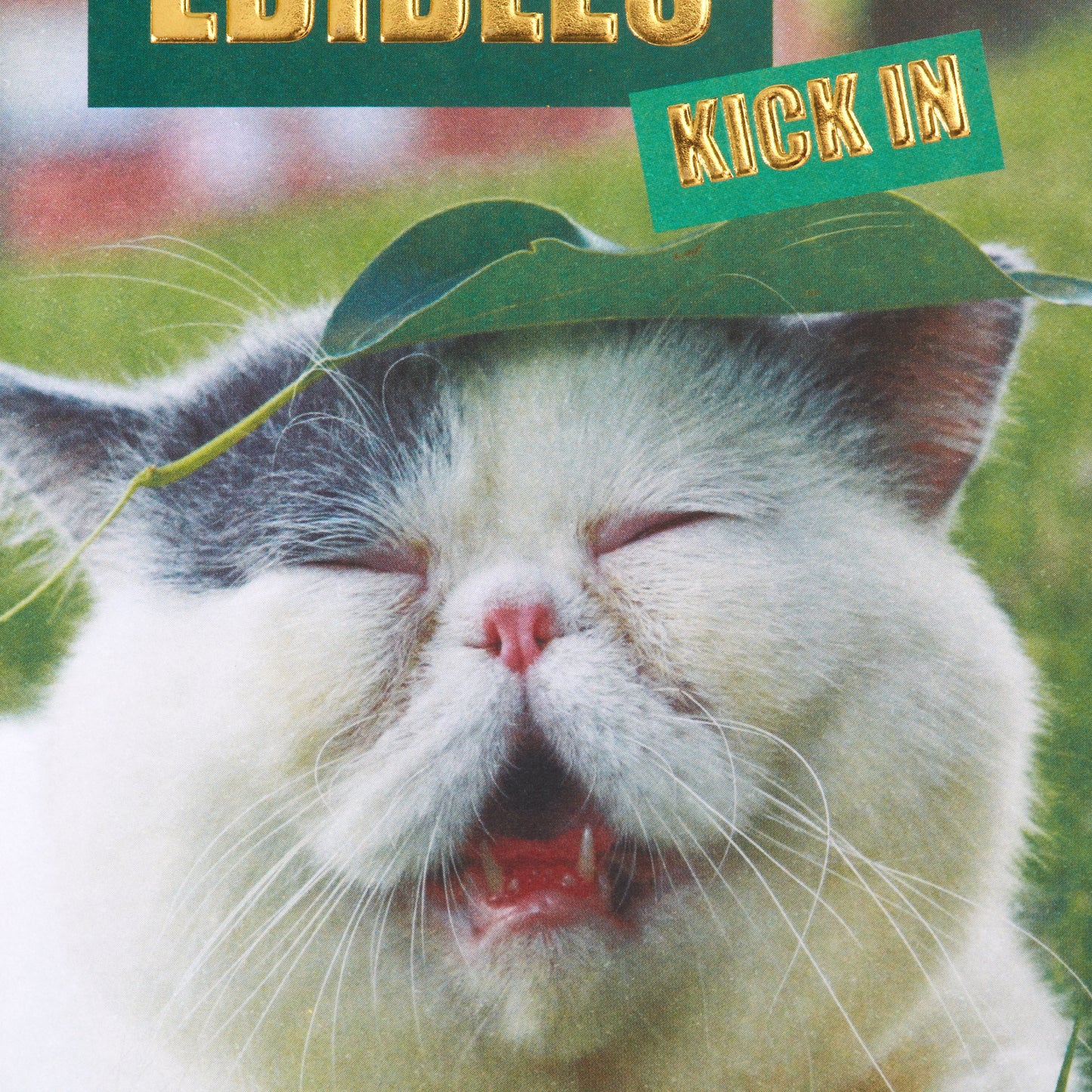 Edibles Cat Meme Friendship Card