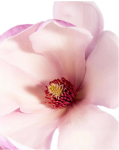 Magnolia Eau de Parfum