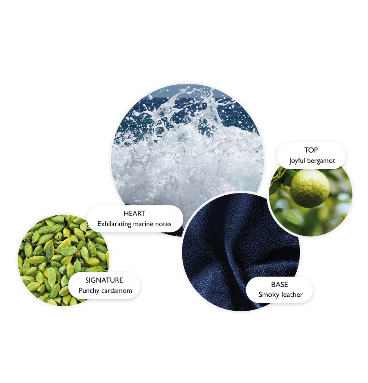 Coastal Cypress & Sea Fennel Eau de Parfum