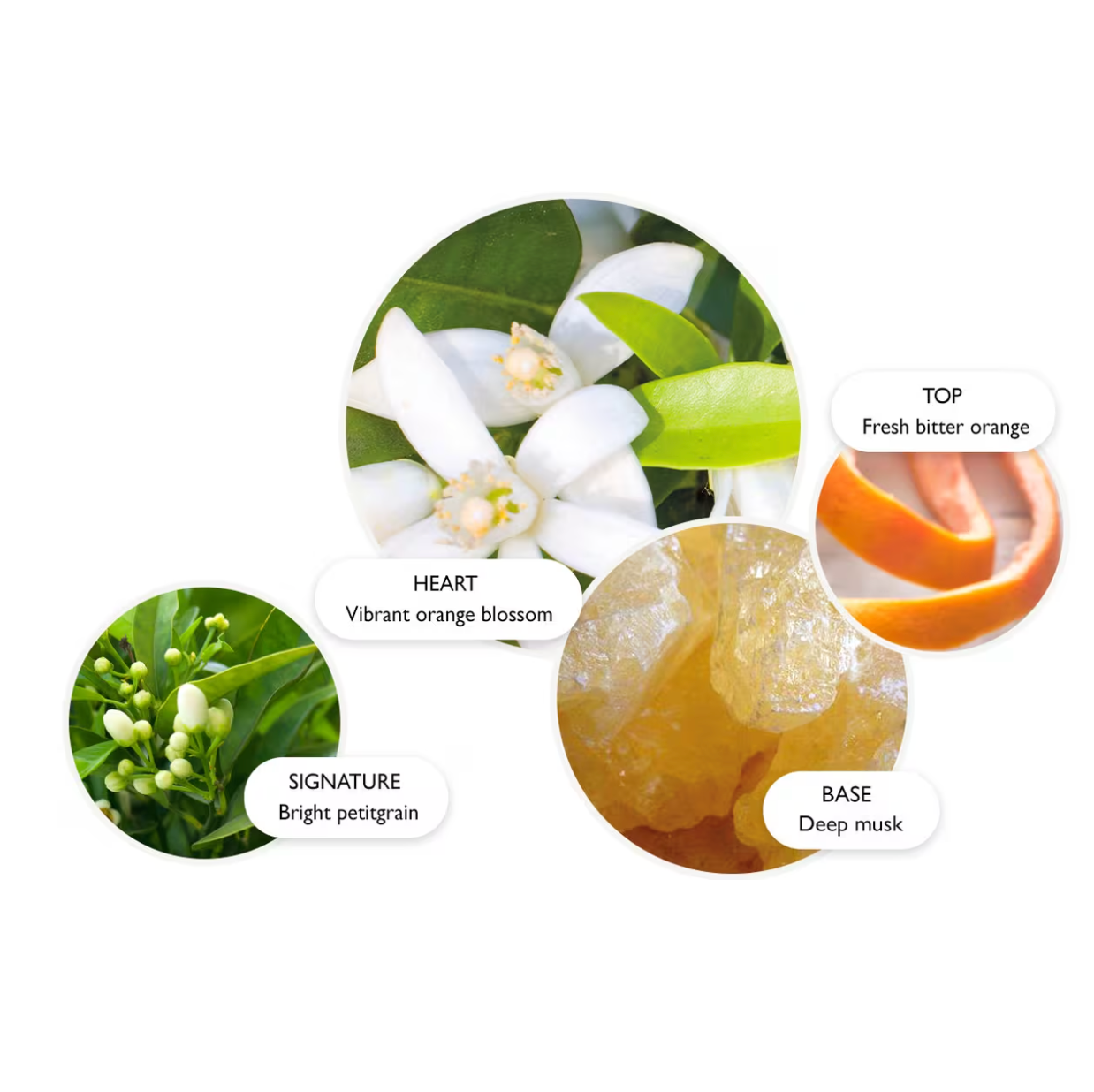 Orange & Bergamot Eau de Parfum