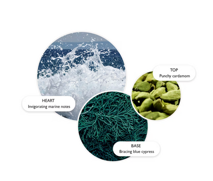 Coastal Cypress & Sea Fennel Hand Lotion
