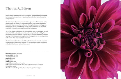 Dahlias; Beautiful Varieties For Home & Garden Book
