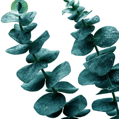 Eucalyptus Nail & Cuticle Oil